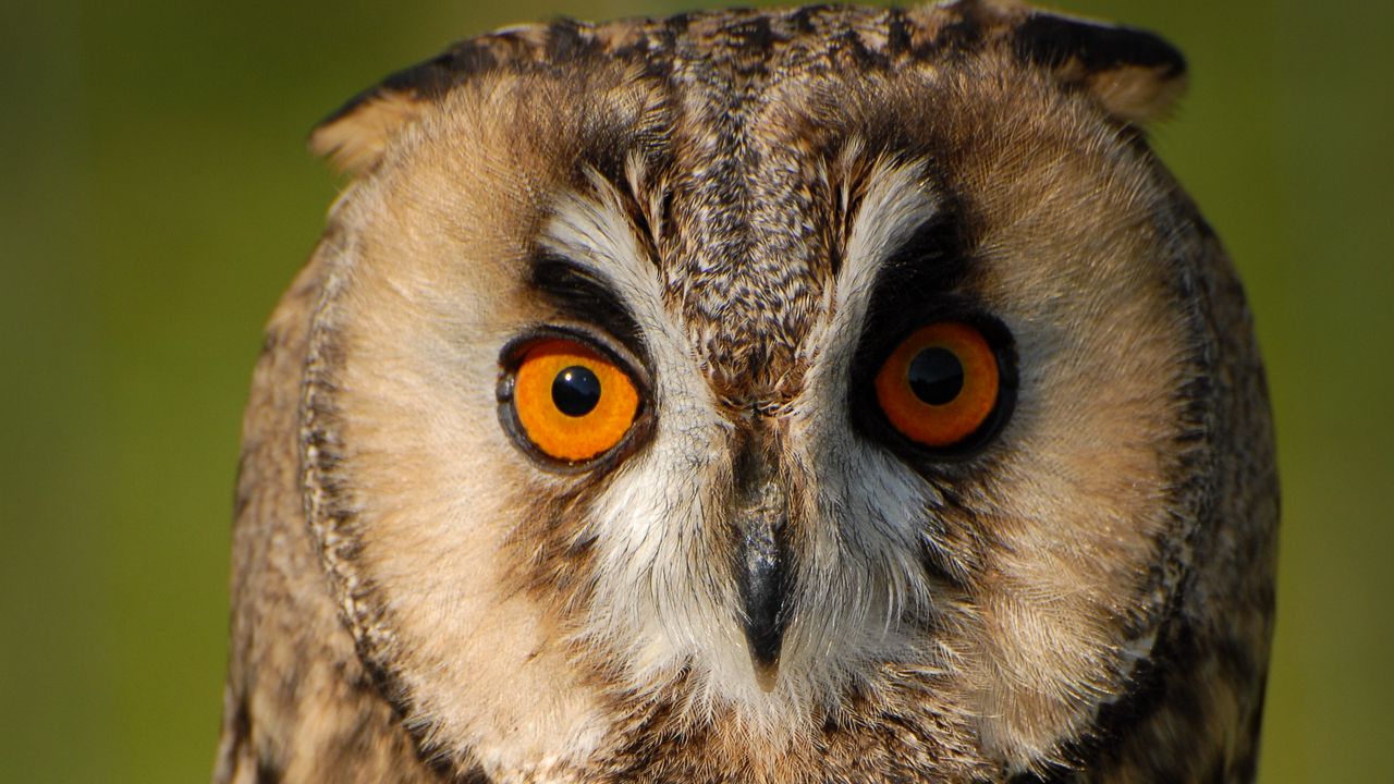 Wallpaper long-eared owl, owl, bird, blur