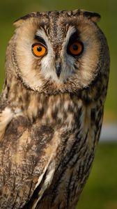 Preview wallpaper long-eared owl, owl, bird, blur