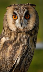 Preview wallpaper long-eared owl, owl, bird, blur