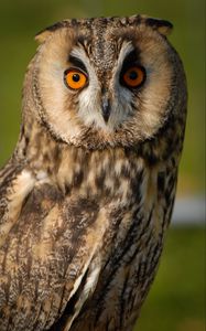 Preview wallpaper long-eared owl, owl, bird, blur