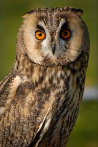 Preview wallpaper long-eared owl, owl, bird, blur