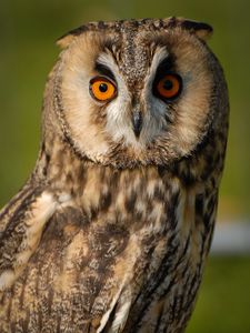 Preview wallpaper long-eared owl, owl, bird, blur