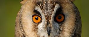 Preview wallpaper long-eared owl, owl, bird, blur