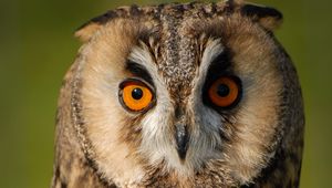 Preview wallpaper long-eared owl, owl, bird, blur