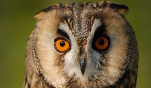 Preview wallpaper long-eared owl, owl, bird, blur