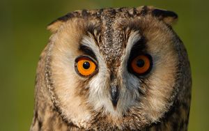 Preview wallpaper long-eared owl, owl, bird, blur