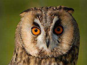 Preview wallpaper long-eared owl, owl, bird, blur