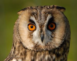 Preview wallpaper long-eared owl, owl, bird, blur