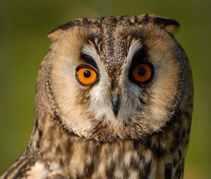 Preview wallpaper long-eared owl, owl, bird, blur