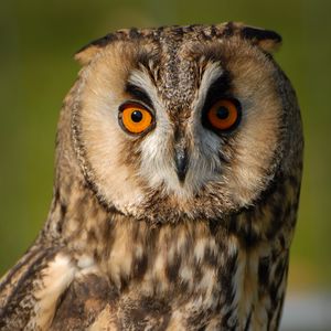 Preview wallpaper long-eared owl, owl, bird, blur