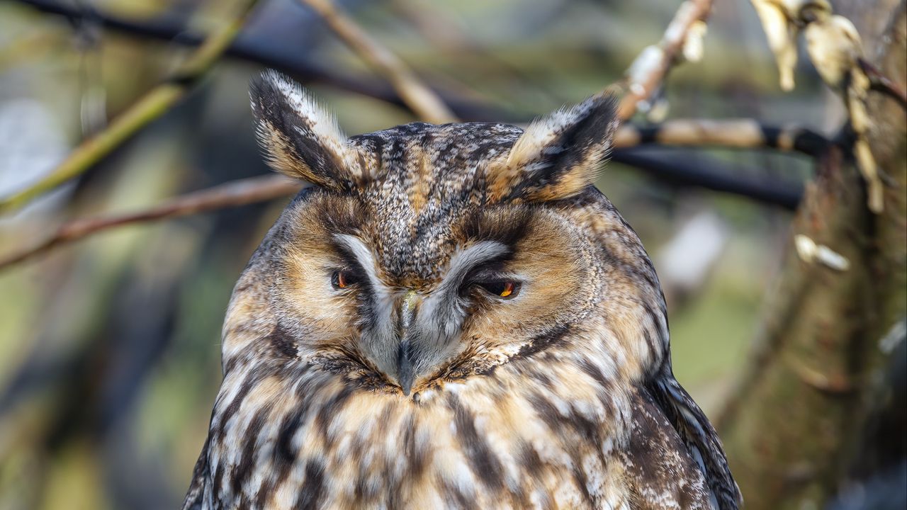 Wallpaper long-eared owl, owl, bird, branch, wildlife