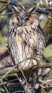 Preview wallpaper long-eared owl, owl, bird, branch, wildlife