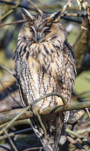 Preview wallpaper long-eared owl, owl, bird, branch, wildlife