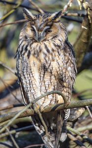 Preview wallpaper long-eared owl, owl, bird, branch, wildlife