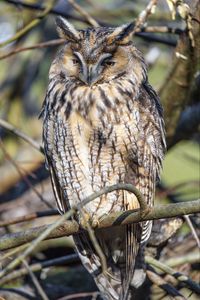 Preview wallpaper long-eared owl, owl, bird, branch, wildlife