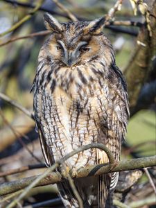 Preview wallpaper long-eared owl, owl, bird, branch, wildlife