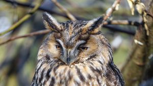 Preview wallpaper long-eared owl, owl, bird, branch, wildlife