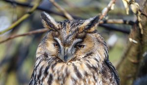 Preview wallpaper long-eared owl, owl, bird, branch, wildlife