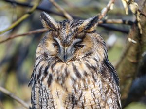 Preview wallpaper long-eared owl, owl, bird, branch, wildlife