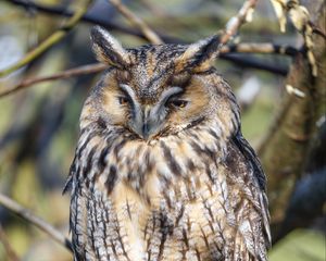 Preview wallpaper long-eared owl, owl, bird, branch, wildlife