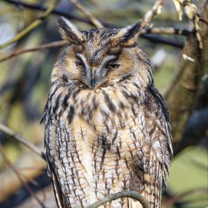 Preview wallpaper long-eared owl, owl, bird, branch, wildlife