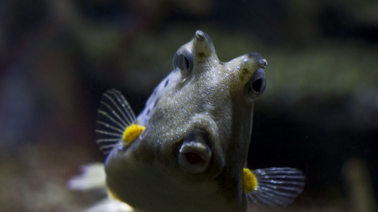 Wallpaper longhorn cowfish, fish, underwater world