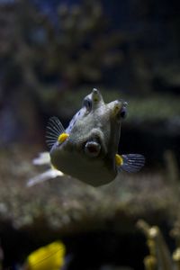 Preview wallpaper longhorn cowfish, fish, underwater world