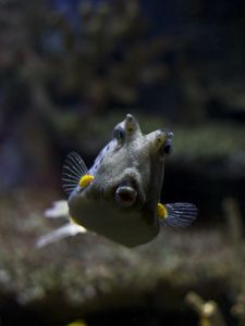 Preview wallpaper longhorn cowfish, fish, underwater world