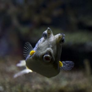 Preview wallpaper longhorn cowfish, fish, underwater world