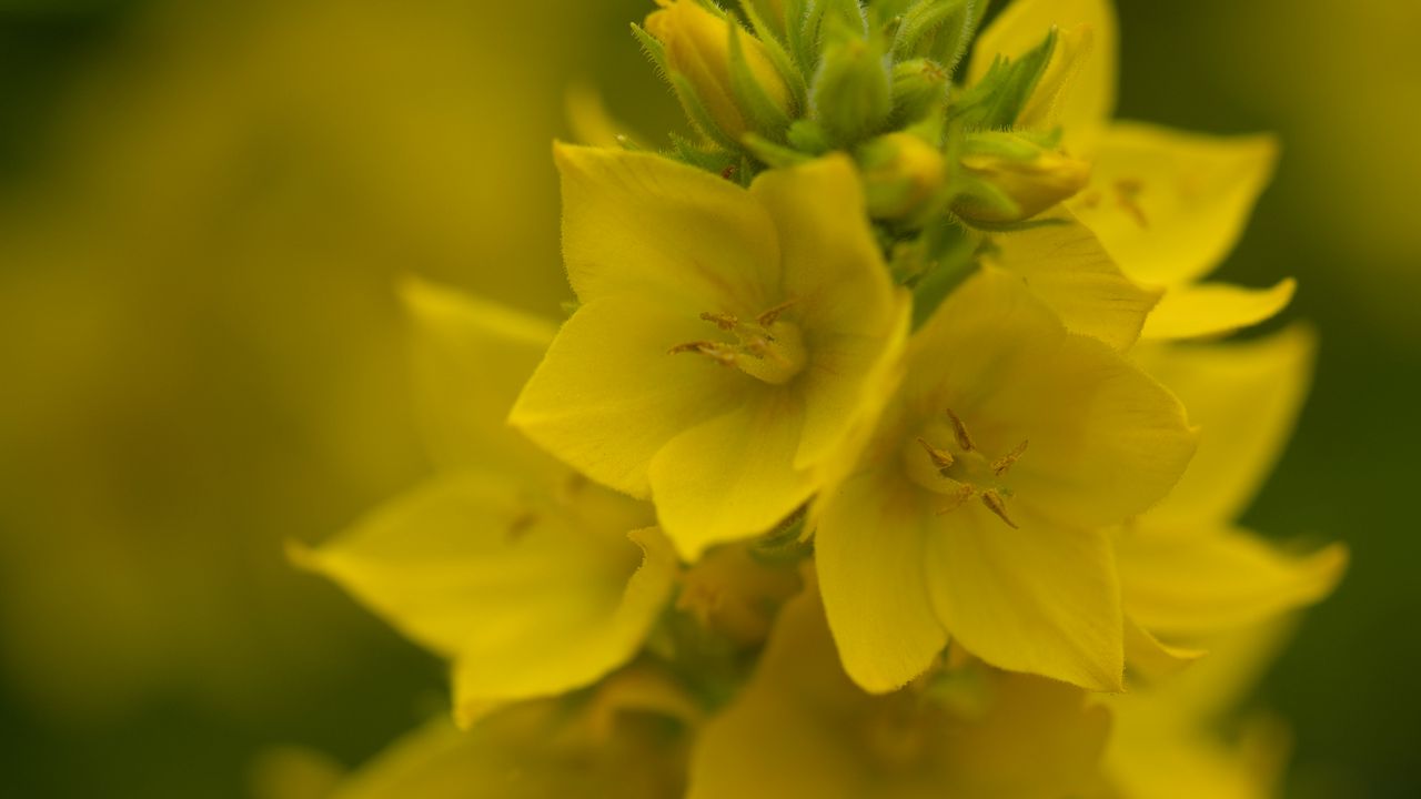 Wallpaper loosestrife, flowers, inflorescence, yellow