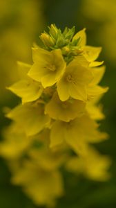 Preview wallpaper loosestrife, flowers, inflorescence, yellow