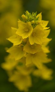 Preview wallpaper loosestrife, flowers, inflorescence, yellow