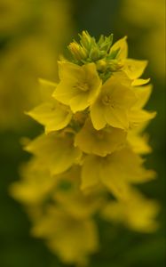 Preview wallpaper loosestrife, flowers, inflorescence, yellow