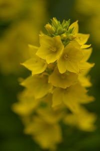 Preview wallpaper loosestrife, flowers, inflorescence, yellow