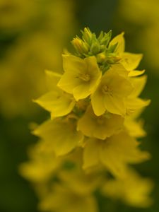 Preview wallpaper loosestrife, flowers, inflorescence, yellow