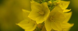 Preview wallpaper loosestrife, flowers, inflorescence, yellow