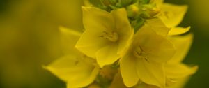 Preview wallpaper loosestrife, flowers, inflorescence, yellow