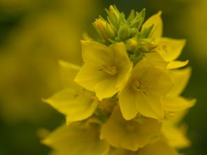 Preview wallpaper loosestrife, flowers, inflorescence, yellow