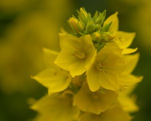 Preview wallpaper loosestrife, flowers, inflorescence, yellow