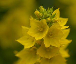 Preview wallpaper loosestrife, flowers, inflorescence, yellow