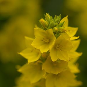 Preview wallpaper loosestrife, flowers, inflorescence, yellow