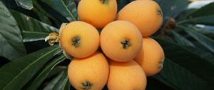 Preview wallpaper loquat, chinese plum, fruit, twig