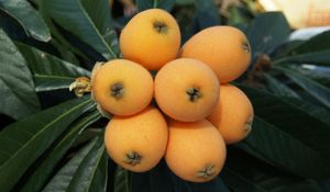 Preview wallpaper loquat, chinese plum, fruit, twig