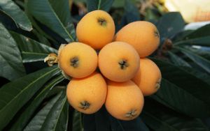 Preview wallpaper loquat, chinese plum, fruit, twig