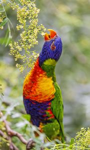 Preview wallpaper loriini, parrot, beak, bright, bird, flowers