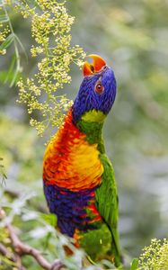 Preview wallpaper loriini, parrot, beak, bright, bird, flowers