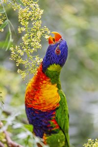 Preview wallpaper loriini, parrot, beak, bright, bird, flowers