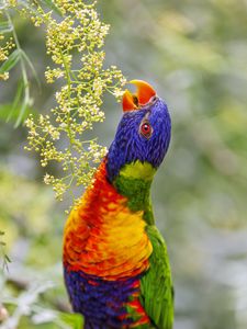 Preview wallpaper loriini, parrot, beak, bright, bird, flowers