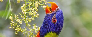 Preview wallpaper loriini, parrot, beak, bright, bird, flowers