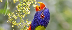 Preview wallpaper loriini, parrot, beak, bright, bird, flowers